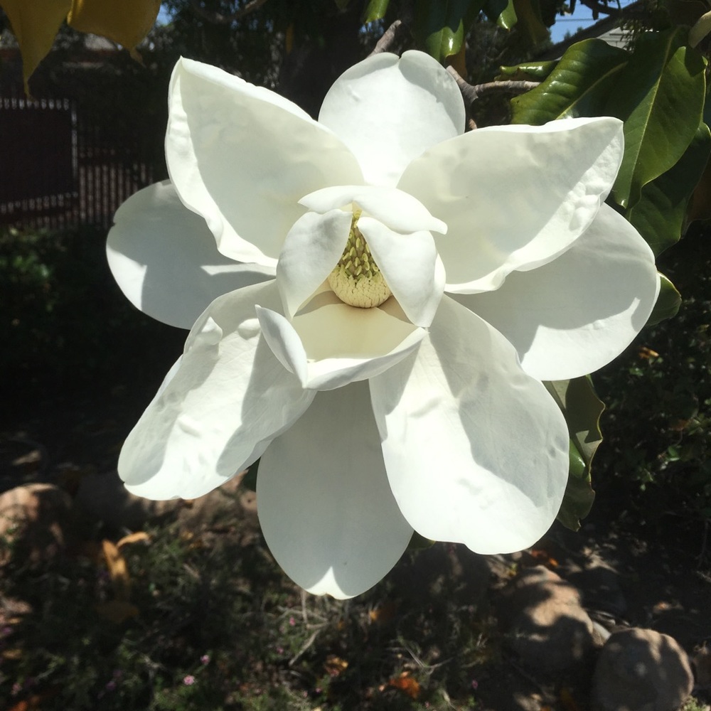 Meet your Posher, Magnolian!